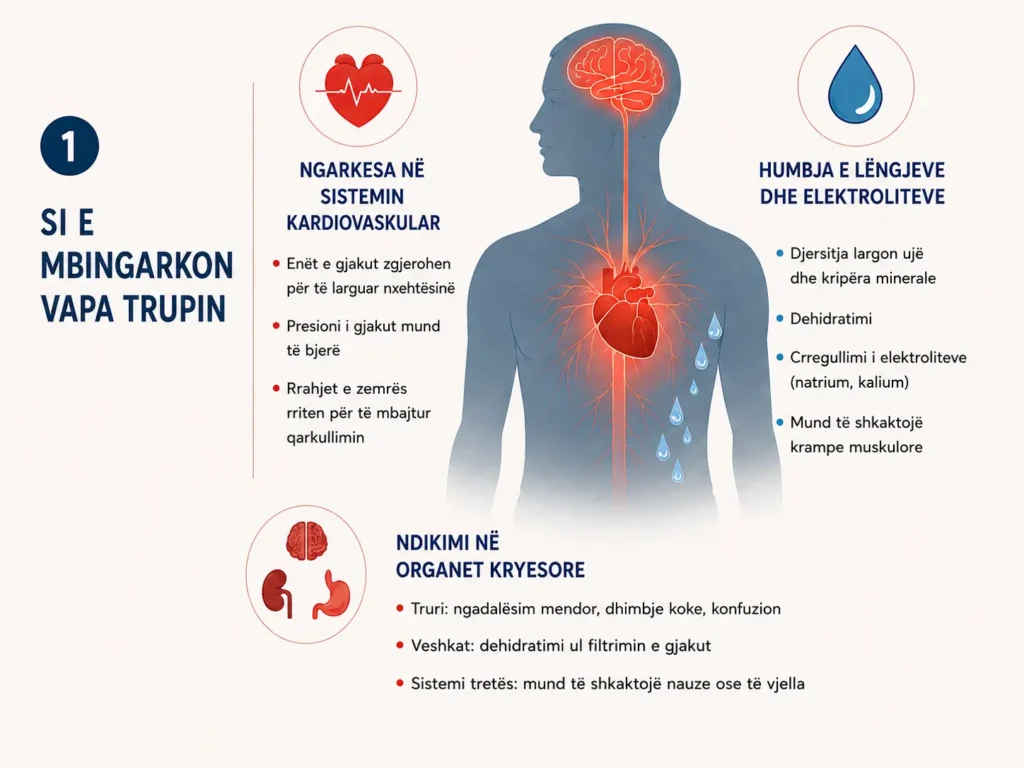 Infografikë që tregon si temperaturat e larta mund të mbingarkojnë trupin, duke ndikuar sistemin kardiovaskular, lëngjet, elektrolitet dhe organet kryesore.